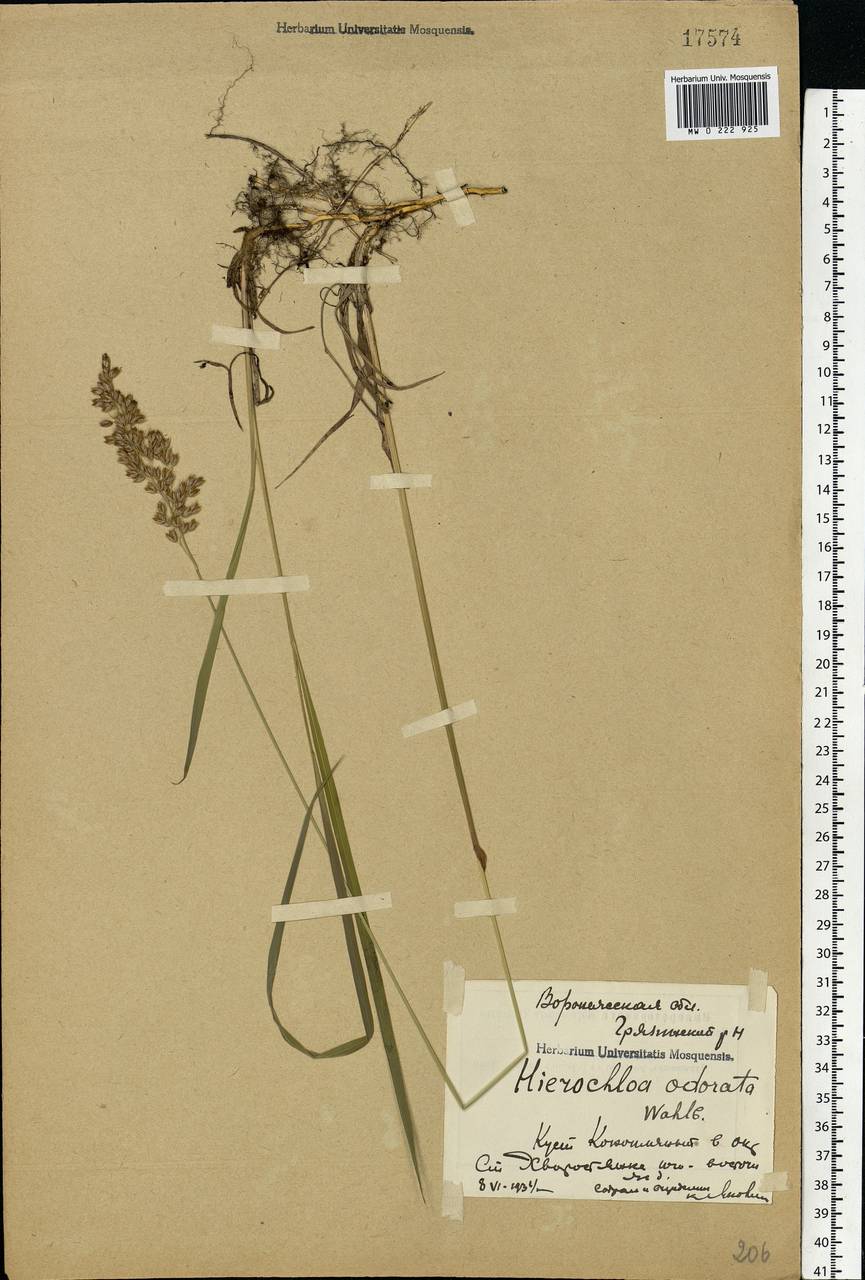 Anthoxanthum nitens (Weber) Y.Schouten & Veldkamp, Eastern Europe, Central forest-and-steppe region (E6) (Russia)