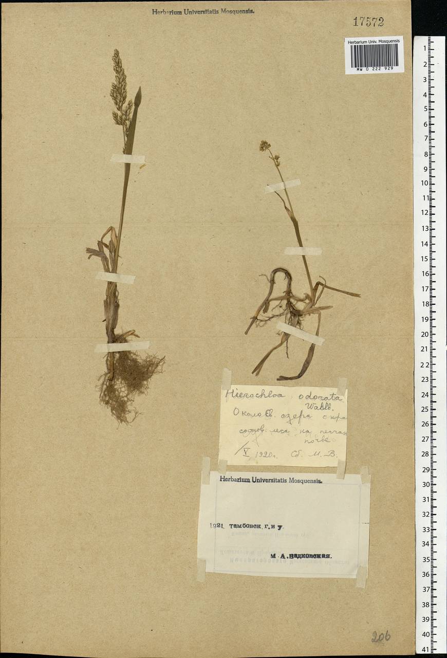 Anthoxanthum nitens (Weber) Y.Schouten & Veldkamp, Eastern Europe, Central forest-and-steppe region (E6) (Russia)