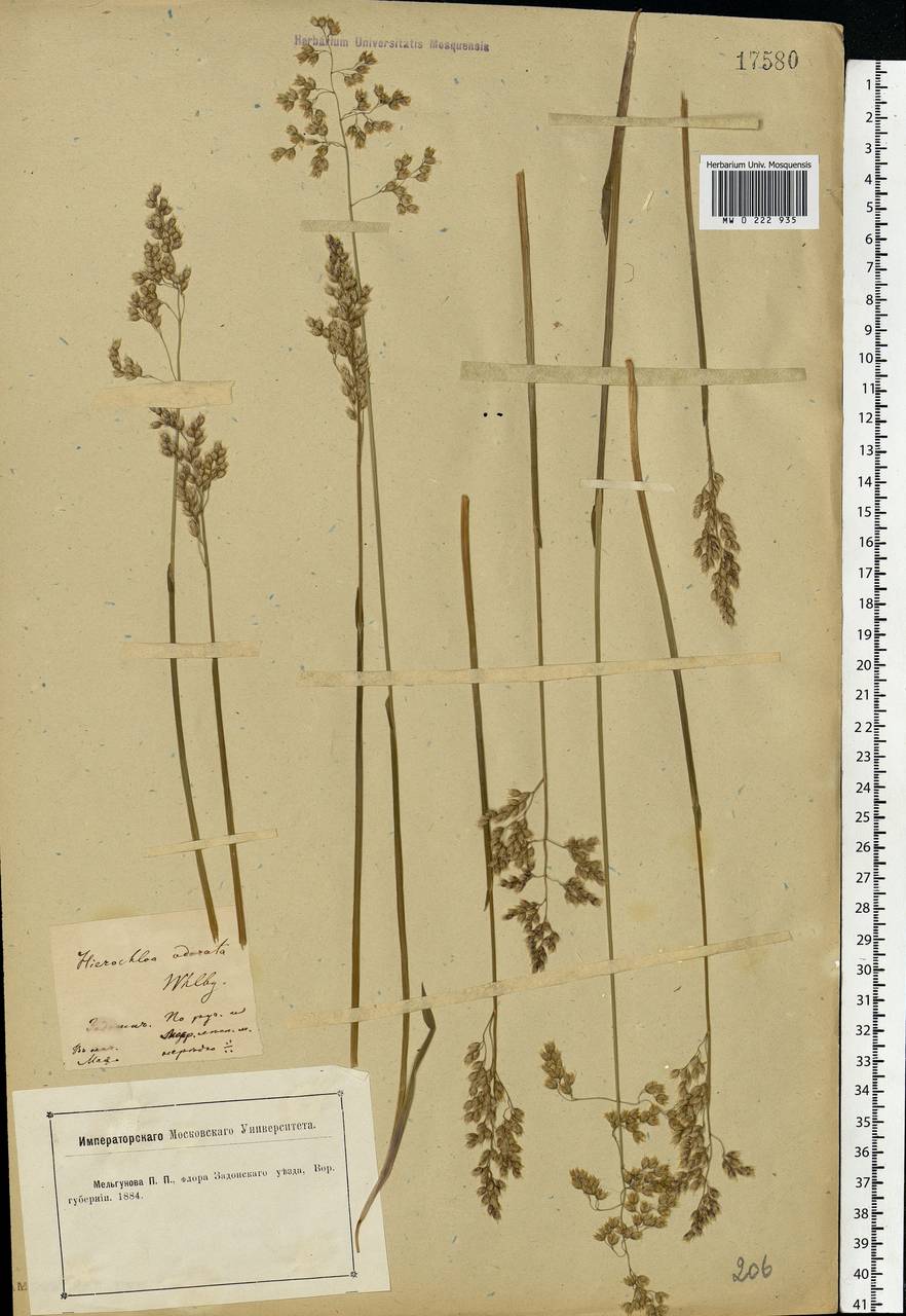 Anthoxanthum nitens (Weber) Y.Schouten & Veldkamp, Eastern Europe, Central forest-and-steppe region (E6) (Russia)