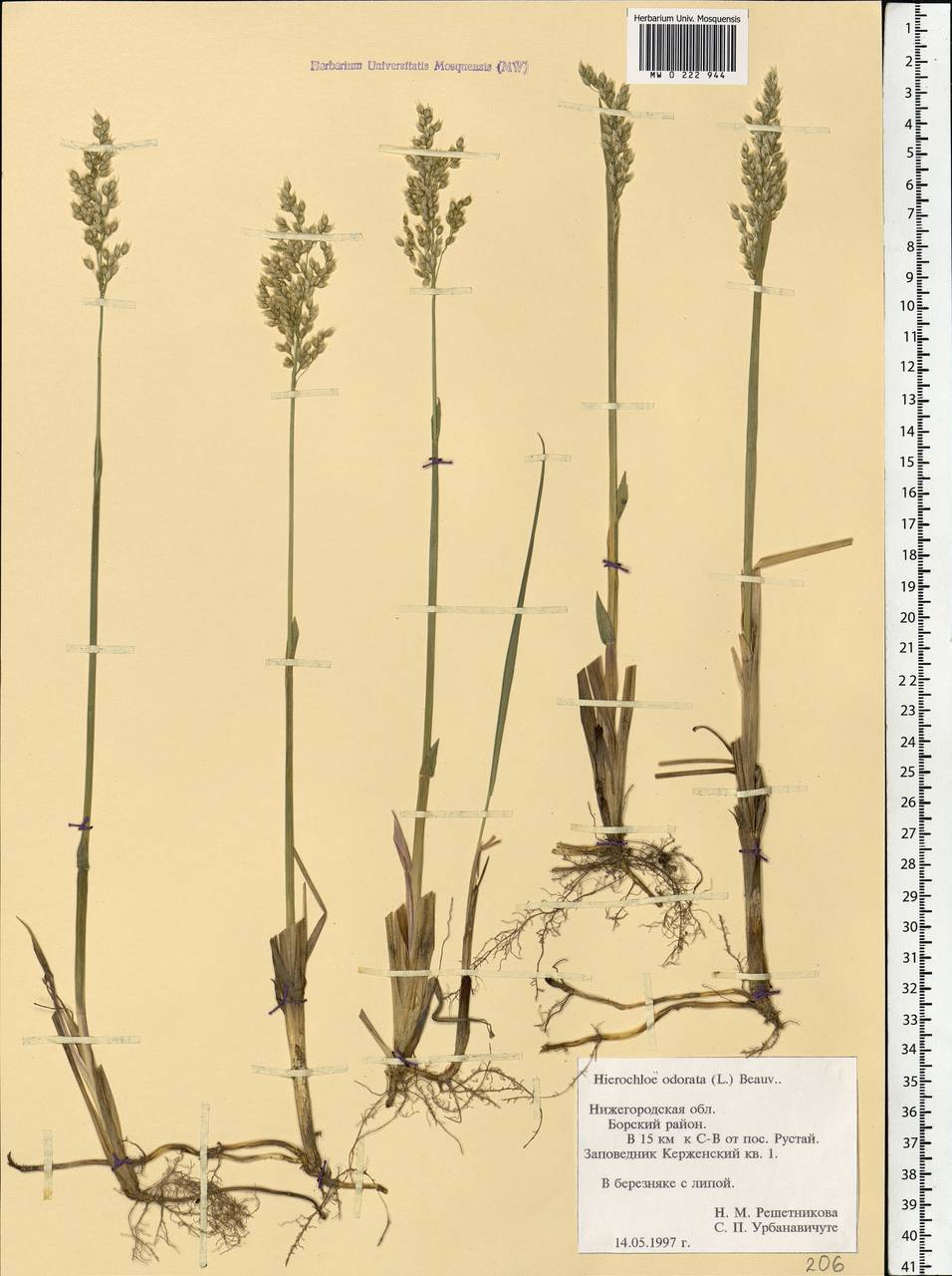 Anthoxanthum nitens (Weber) Y.Schouten & Veldkamp, Eastern Europe, Volga-Kama region (E7) (Russia)