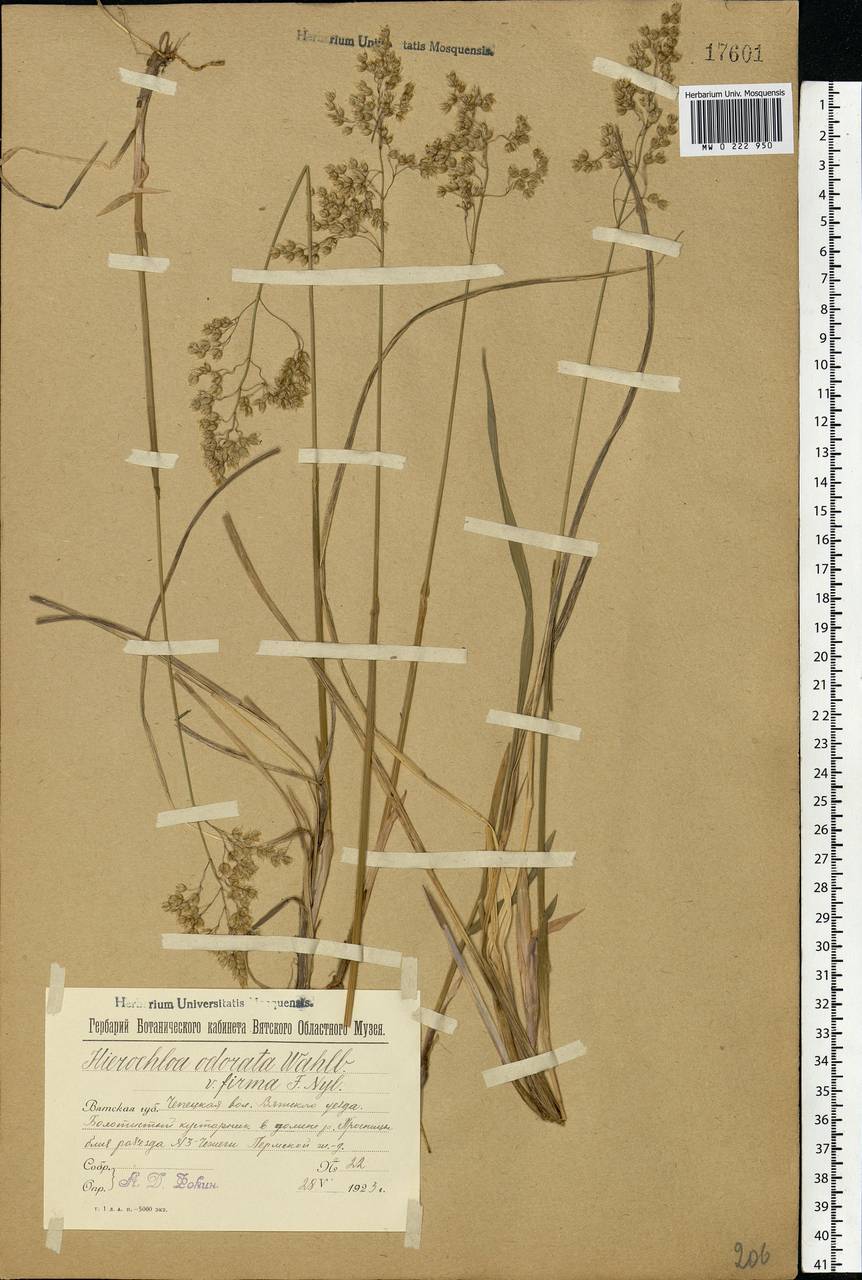 Anthoxanthum nitens (Weber) Y.Schouten & Veldkamp, Eastern Europe, Volga-Kama region (E7) (Russia)