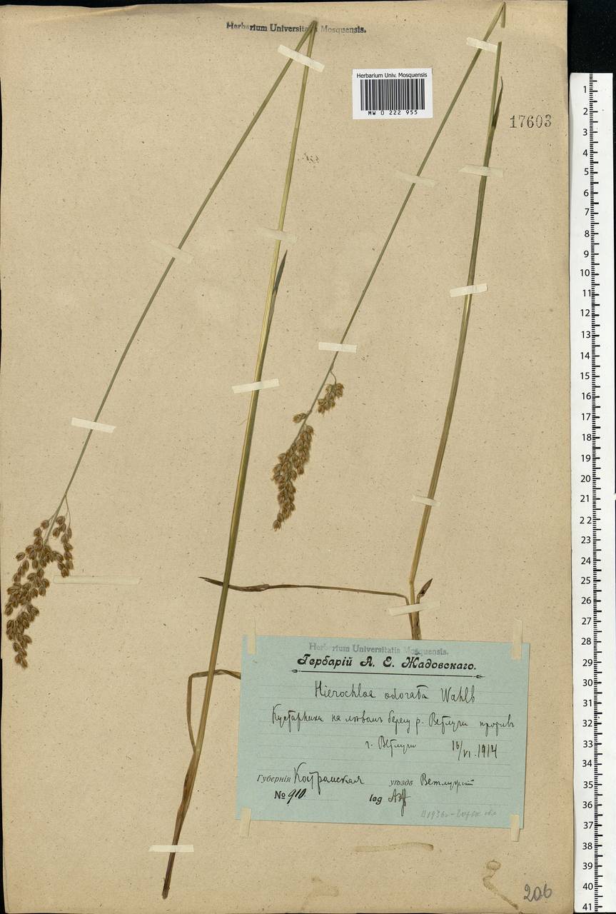 Anthoxanthum nitens (Weber) Y.Schouten & Veldkamp, Eastern Europe, Volga-Kama region (E7) (Russia)