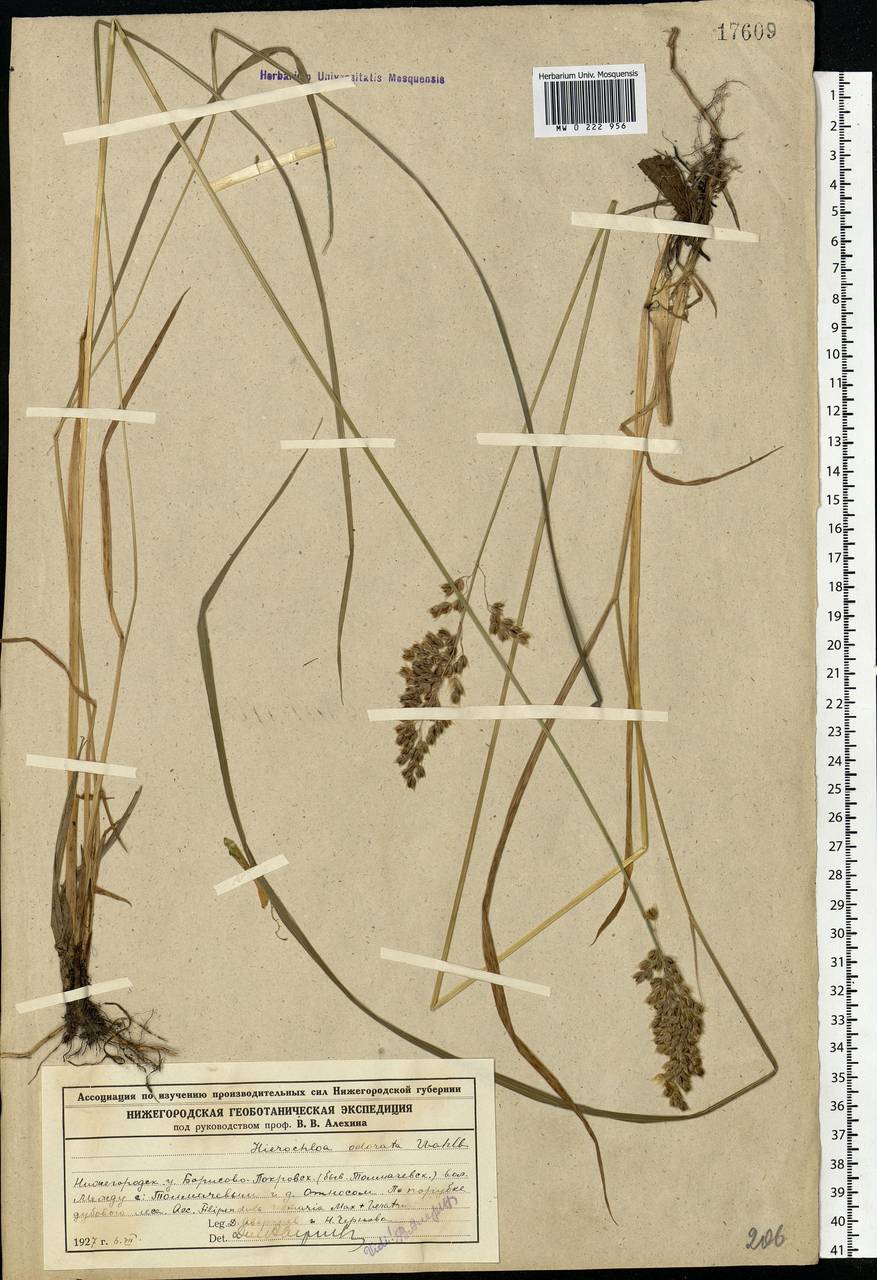 Anthoxanthum nitens (Weber) Y.Schouten & Veldkamp, Eastern Europe, Volga-Kama region (E7) (Russia)