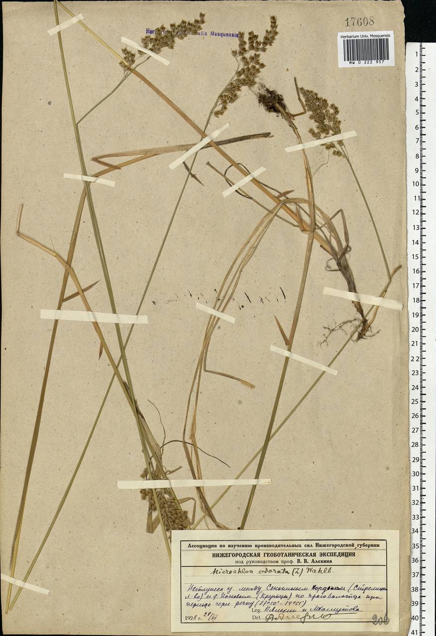 Anthoxanthum nitens (Weber) Y.Schouten & Veldkamp, Eastern Europe, Volga-Kama region (E7) (Russia)