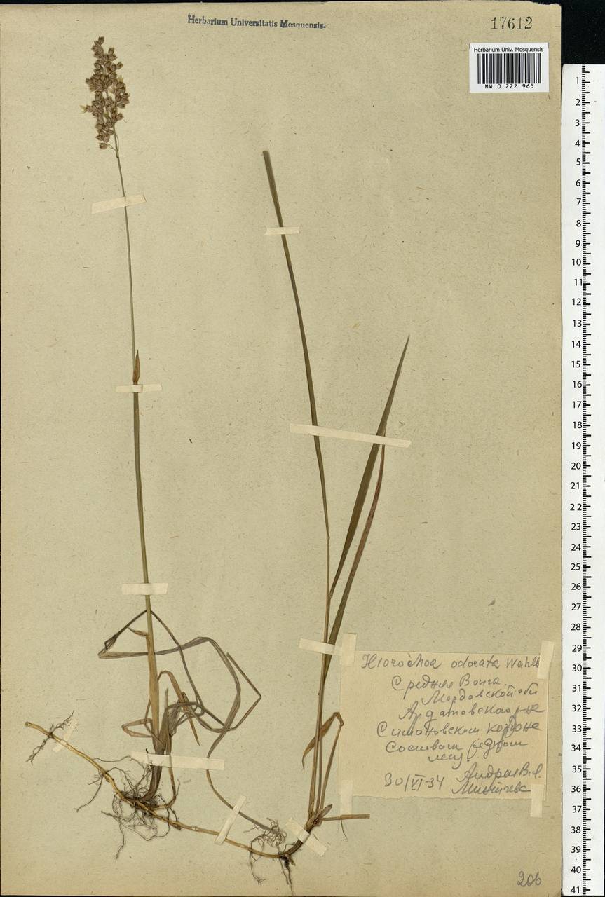 Anthoxanthum nitens (Weber) Y.Schouten & Veldkamp, Eastern Europe, Middle Volga region (E8) (Russia)