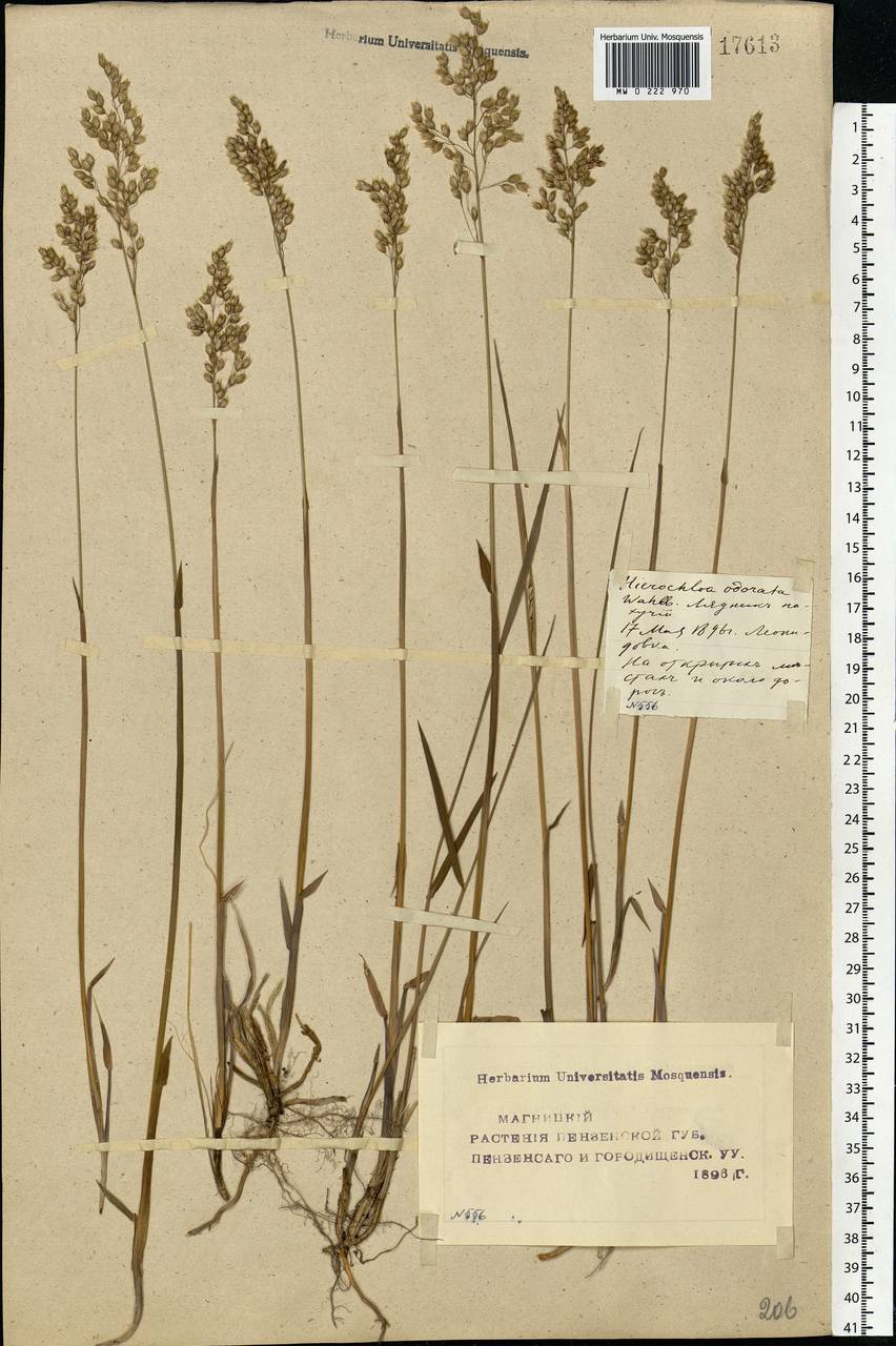 Anthoxanthum nitens (Weber) Y.Schouten & Veldkamp, Eastern Europe, Middle Volga region (E8) (Russia)