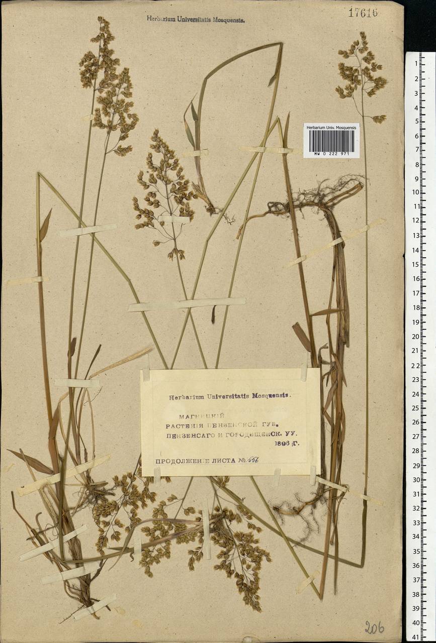 Anthoxanthum nitens (Weber) Y.Schouten & Veldkamp, Eastern Europe, Middle Volga region (E8) (Russia)
