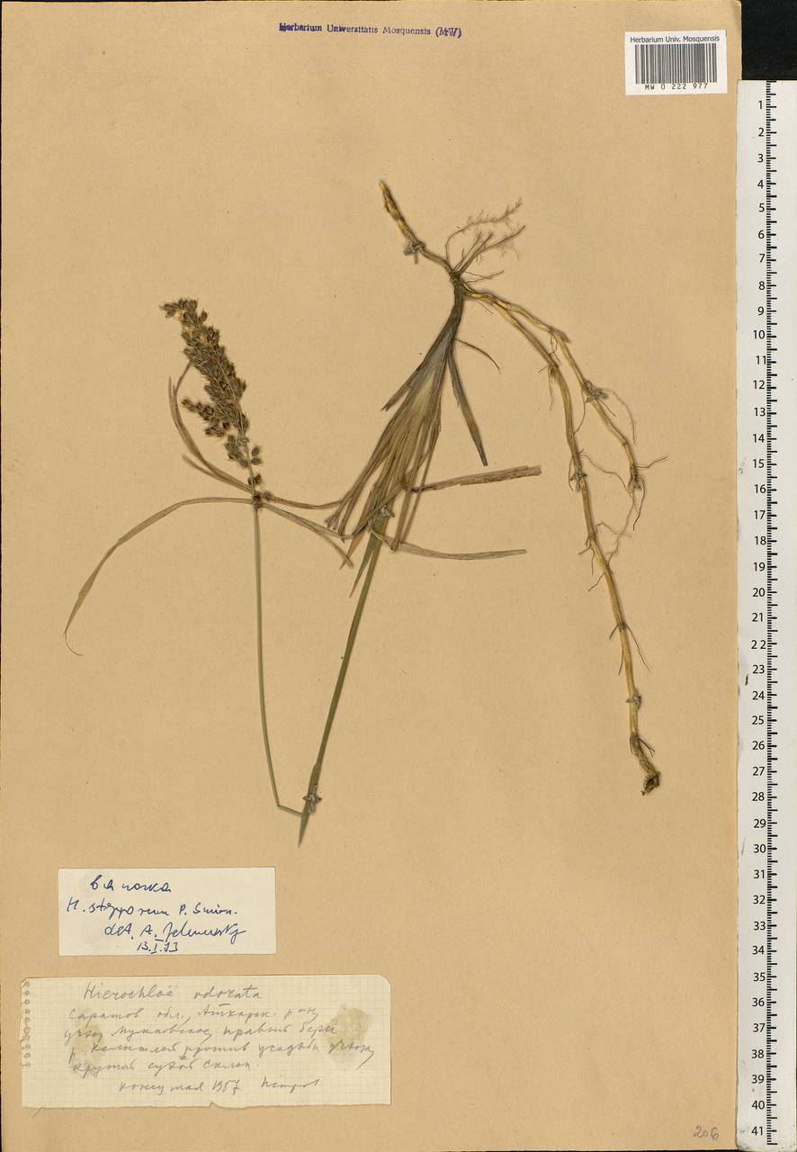 Anthoxanthum repens (Host) Veldkamp, Eastern Europe, Lower Volga region (E9) (Russia)