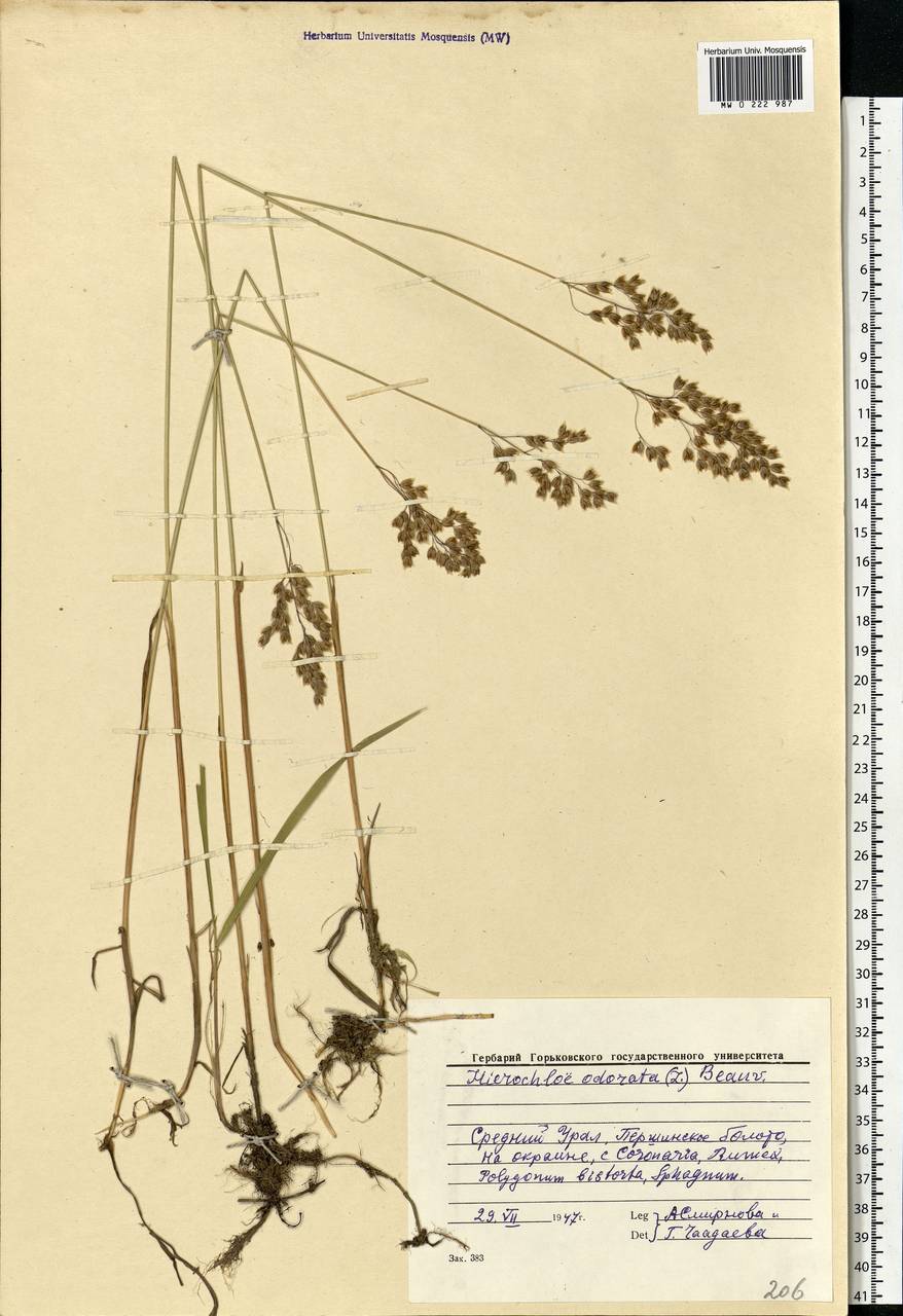 Anthoxanthum nitens (Weber) Y.Schouten & Veldkamp, Eastern Europe, Eastern region (E10) (Russia)