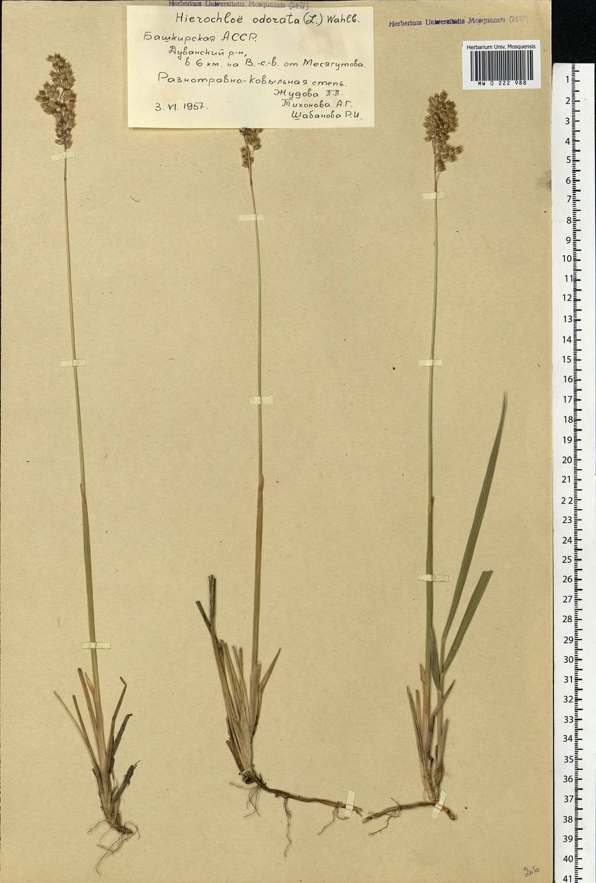 Anthoxanthum nitens (Weber) Y.Schouten & Veldkamp, Eastern Europe, Eastern region (E10) (Russia)