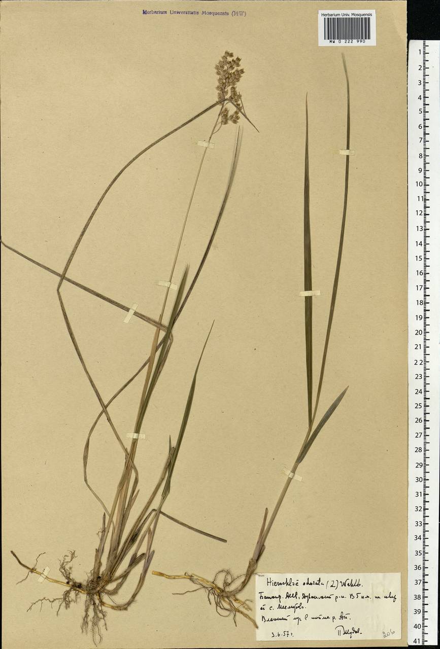 Anthoxanthum nitens (Weber) Y.Schouten & Veldkamp, Eastern Europe, Eastern region (E10) (Russia)