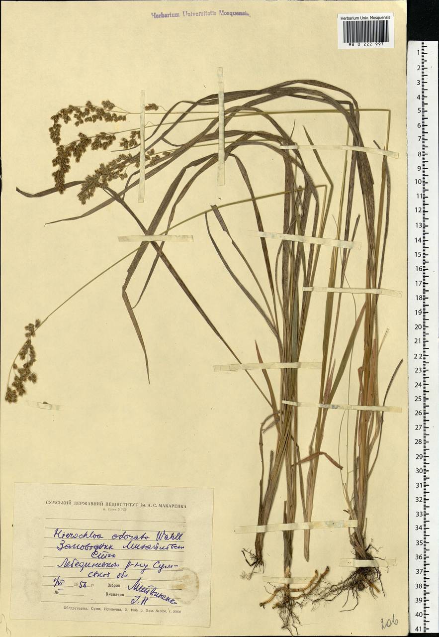 Anthoxanthum nitens (Weber) Y.Schouten & Veldkamp, Eastern Europe, North Ukrainian region (E11) (Ukraine)