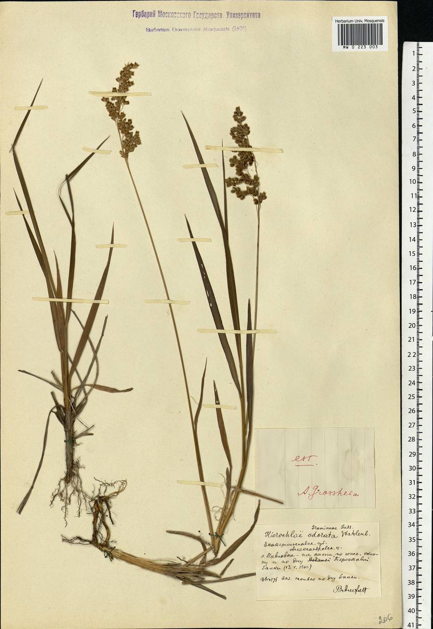 Anthoxanthum nitens (Weber) Y.Schouten & Veldkamp, Eastern Europe, South Ukrainian region (E12) (Ukraine)