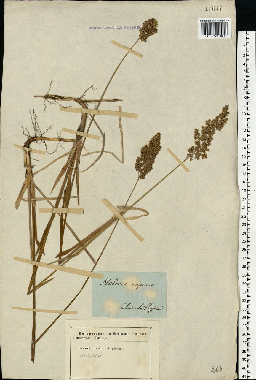 Anthoxanthum nitens (Weber) Y.Schouten & Veldkamp, Eastern Europe, South Ukrainian region (E12) (Ukraine)