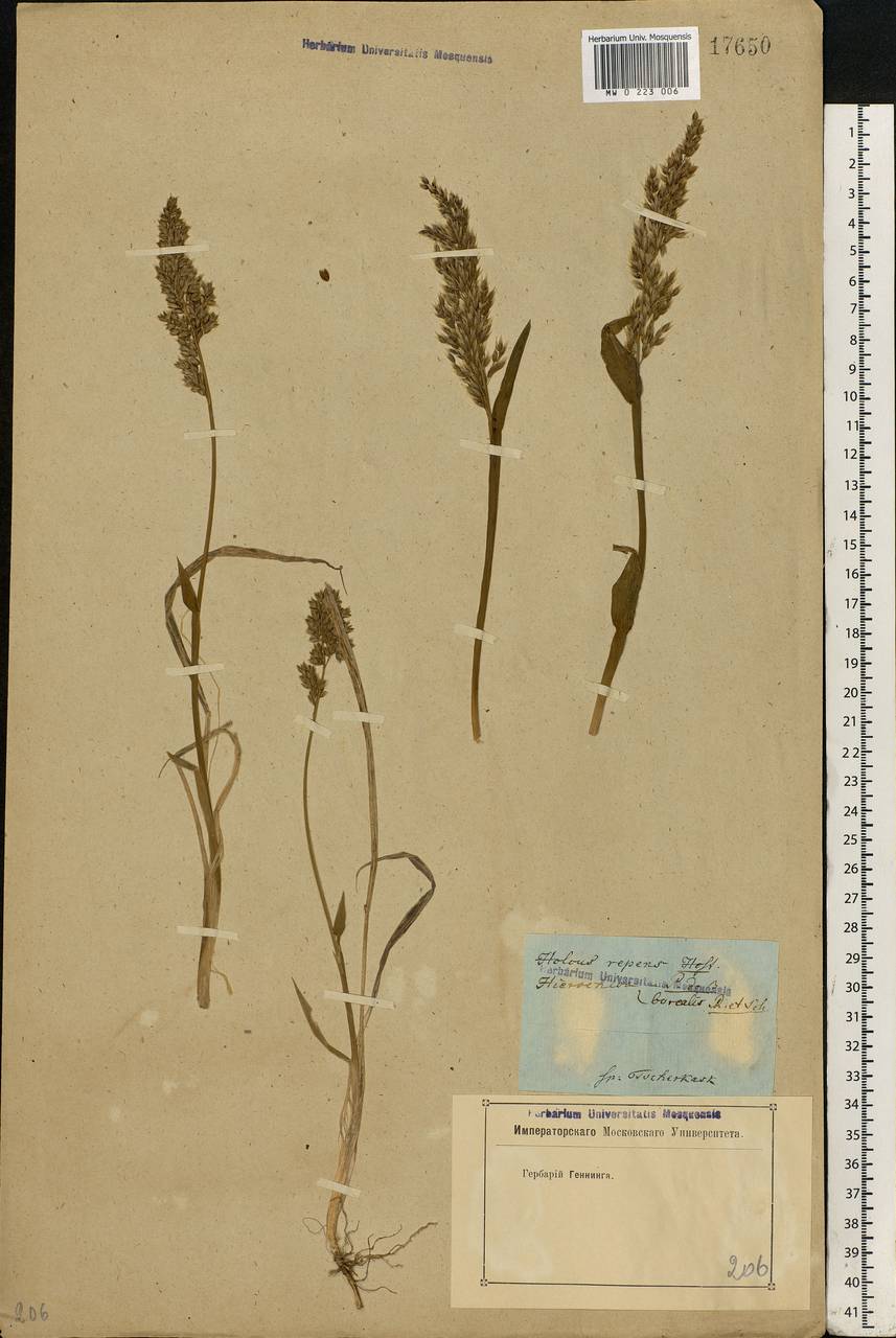 Anthoxanthum repens (Host) Veldkamp, Eastern Europe, Rostov Oblast (E12a) (Russia)