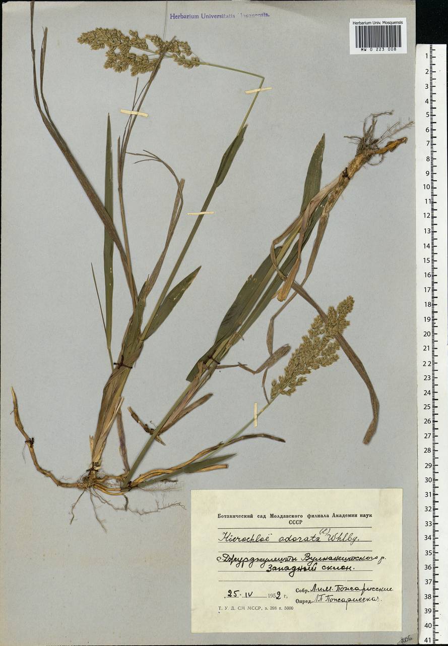 Anthoxanthum nitens (Weber) Y.Schouten & Veldkamp, Eastern Europe, Moldova (E13a) (Moldova)