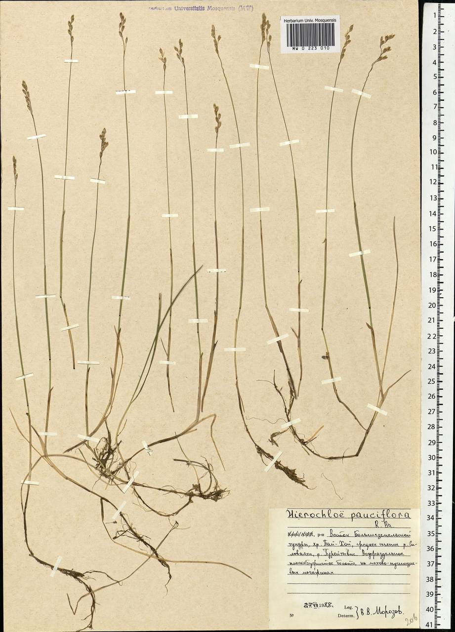 Anthoxanthum arcticum Veldkamp, Eastern Europe, Northern region (E1) (Russia)