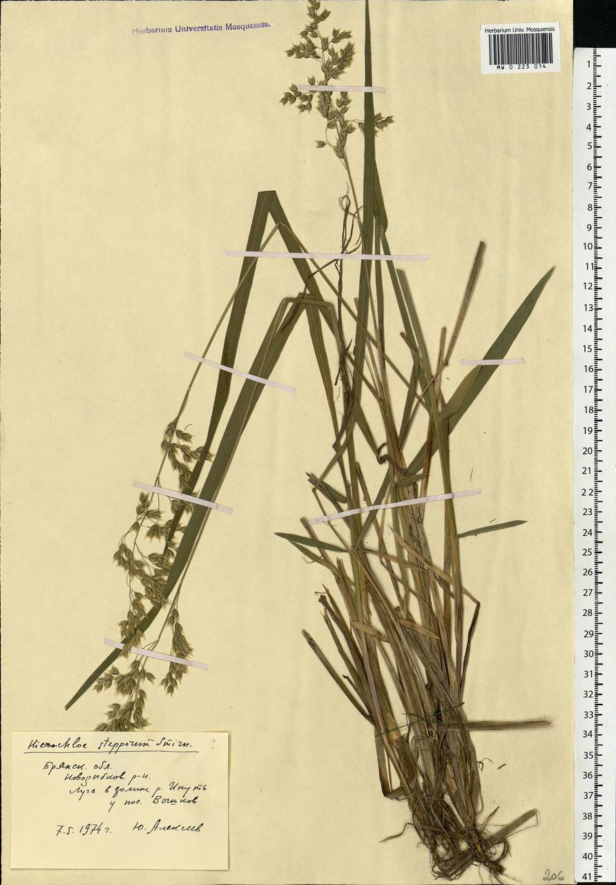 Anthoxanthum repens (Host) Veldkamp, Eastern Europe, Western region (E3) (Russia)