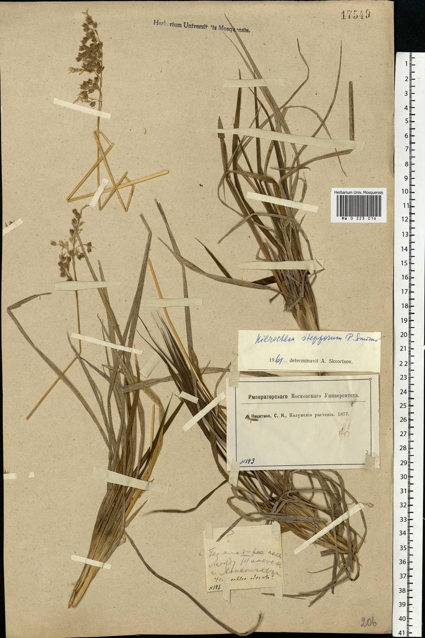 Anthoxanthum repens (Host) Veldkamp, Eastern Europe, Central region (E4) (Russia)