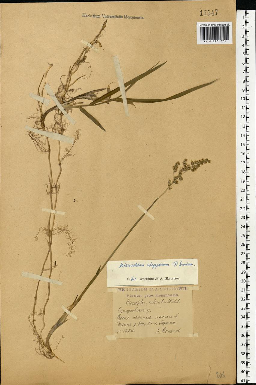 Anthoxanthum repens (Host) Veldkamp, Eastern Europe, Moscow region (E4a) (Russia)