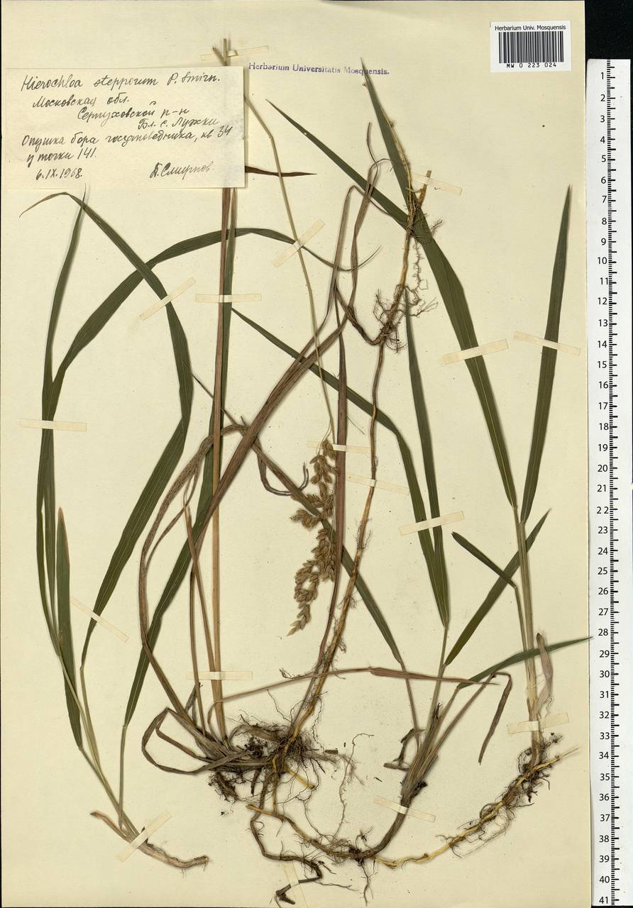 Anthoxanthum repens (Host) Veldkamp, Eastern Europe, Moscow region (E4a) (Russia)