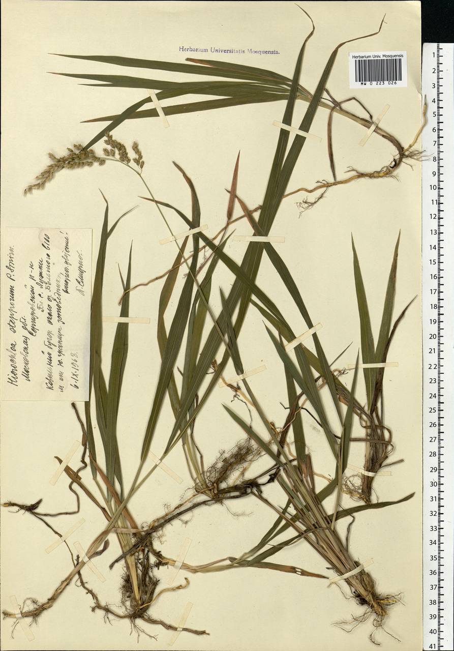 Anthoxanthum repens (Host) Veldkamp, Eastern Europe, Moscow region (E4a) (Russia)