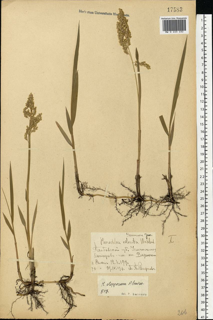 Anthoxanthum repens (Host) Veldkamp, Eastern Europe, Central forest-and-steppe region (E6) (Russia)