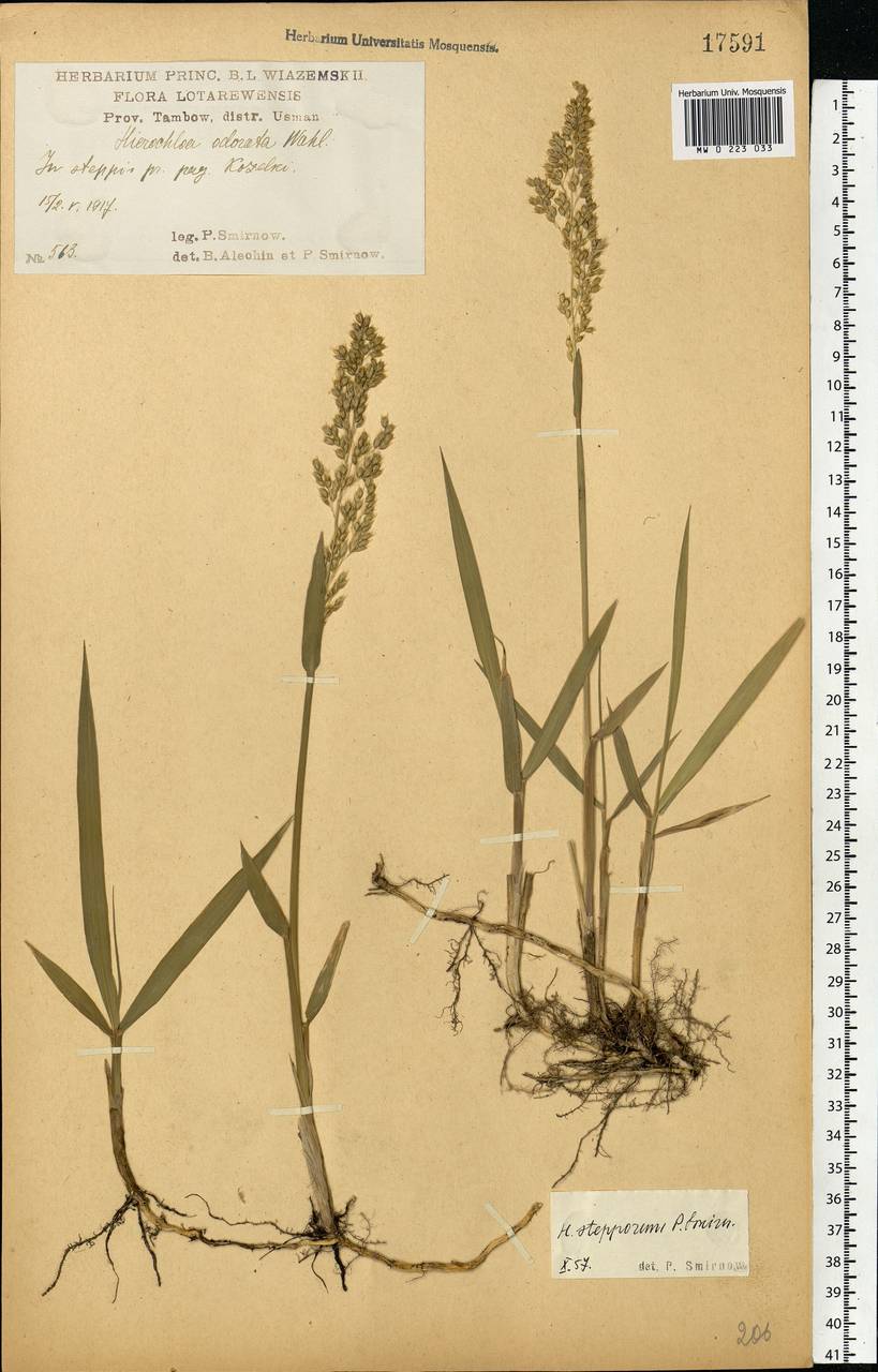 Anthoxanthum repens (Host) Veldkamp, Eastern Europe, Central forest-and-steppe region (E6) (Russia)