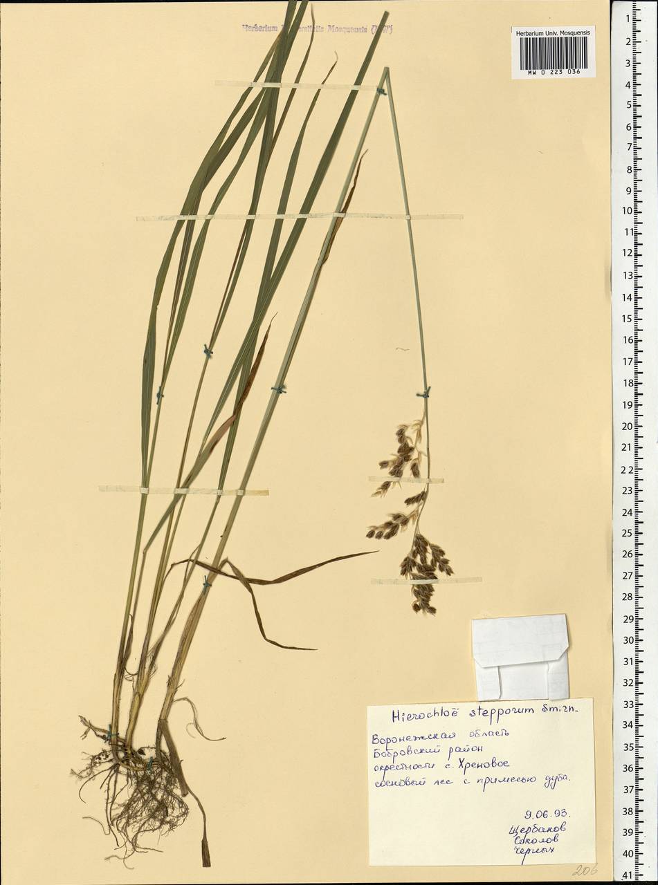 Anthoxanthum repens (Host) Veldkamp, Eastern Europe, Central forest-and-steppe region (E6) (Russia)