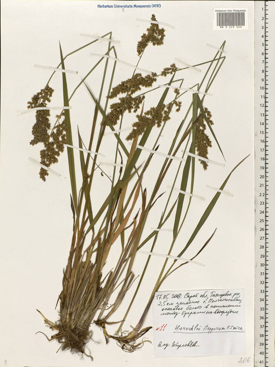 Anthoxanthum repens (Host) Veldkamp, Eastern Europe, Lower Volga region (E9) (Russia)