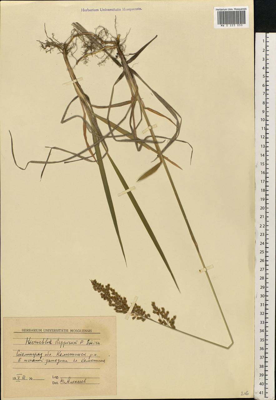 Anthoxanthum repens (Host) Veldkamp, Eastern Europe, Lower Volga region (E9) (Russia)