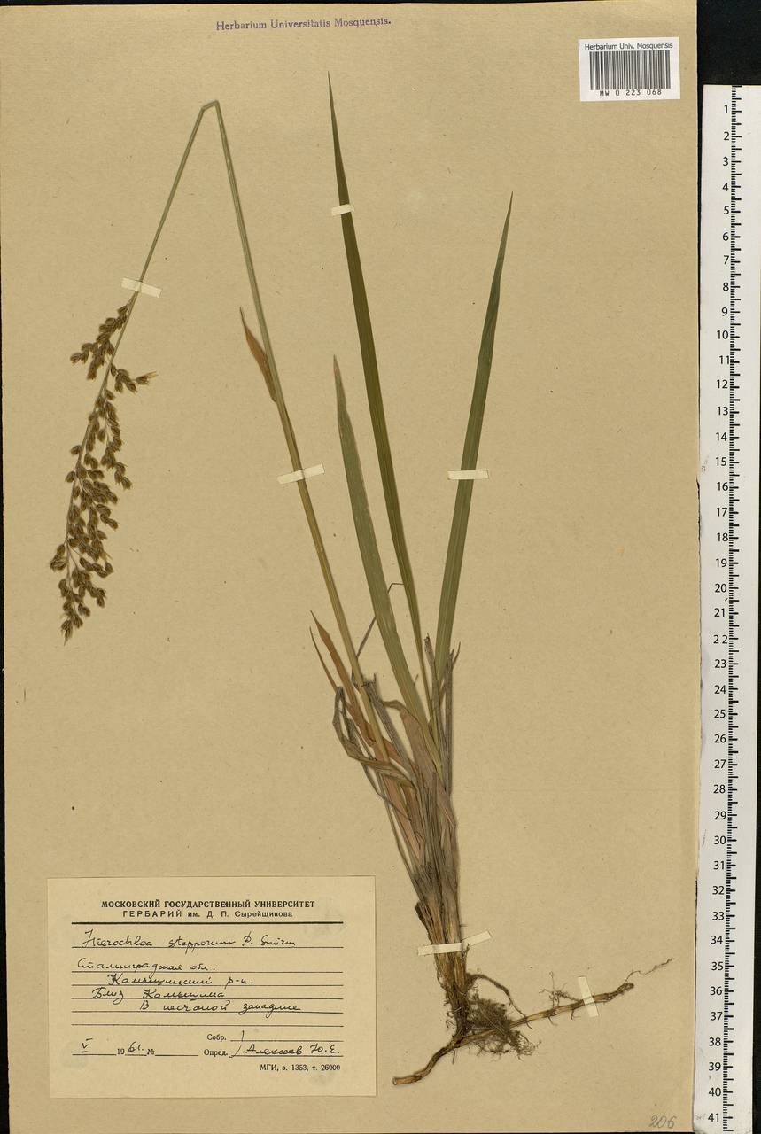 Anthoxanthum repens (Host) Veldkamp, Eastern Europe, Lower Volga region (E9) (Russia)