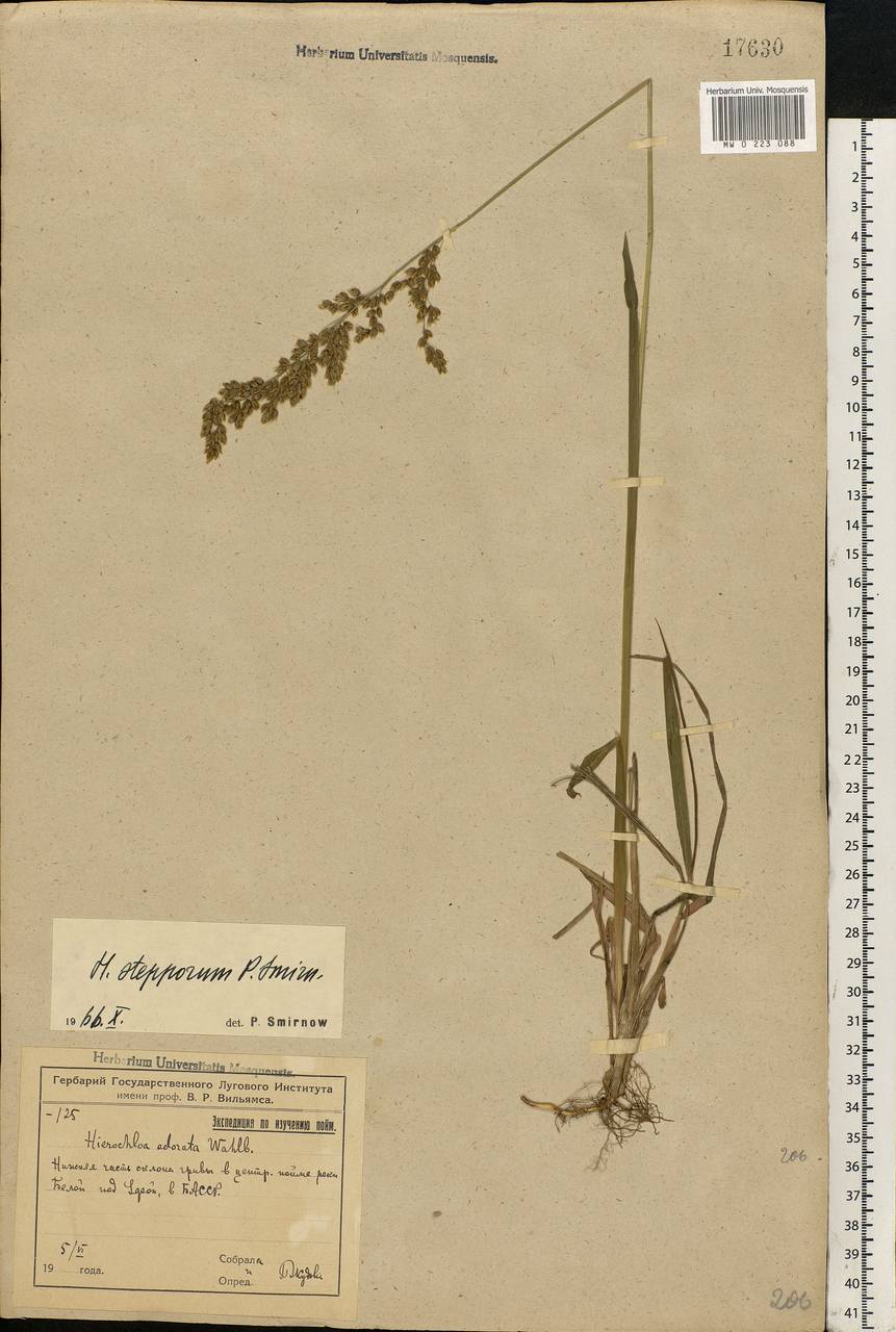 Anthoxanthum repens (Host) Veldkamp, Eastern Europe, Eastern region (E10) (Russia)