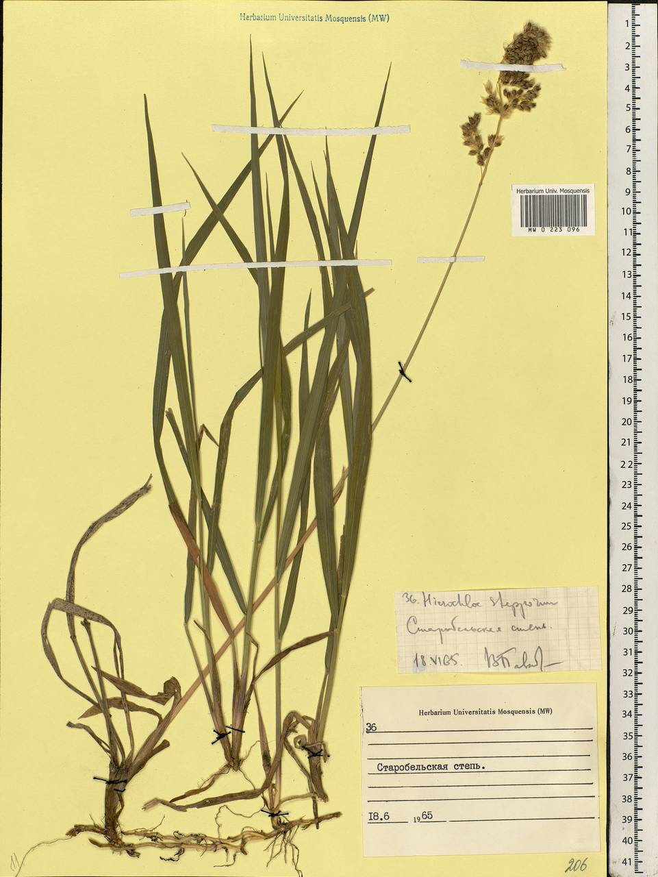 Anthoxanthum repens (Host) Veldkamp, Eastern Europe, North Ukrainian region (E11) (Ukraine)