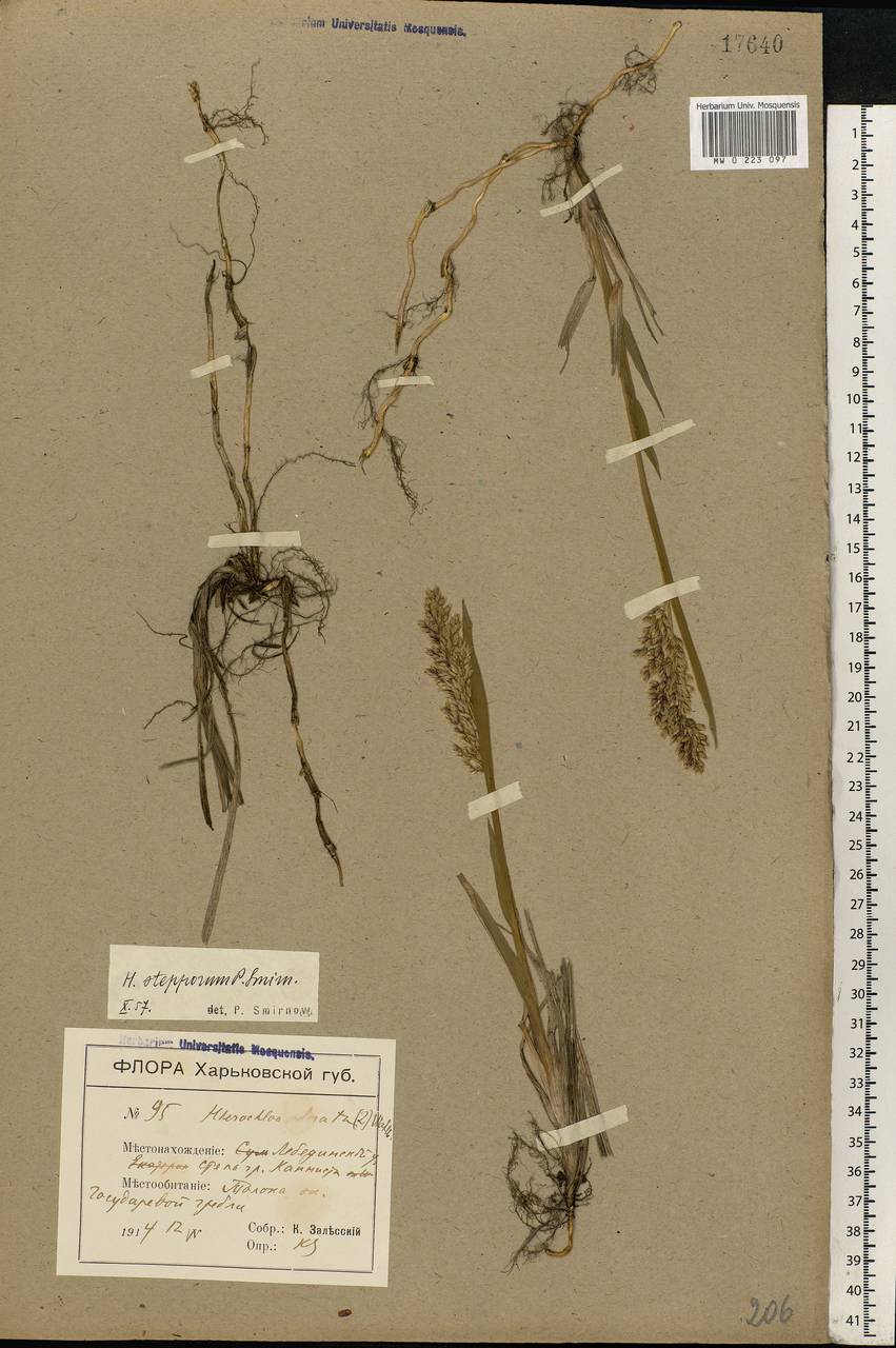 Anthoxanthum repens (Host) Veldkamp, Eastern Europe, North Ukrainian region (E11) (Ukraine)