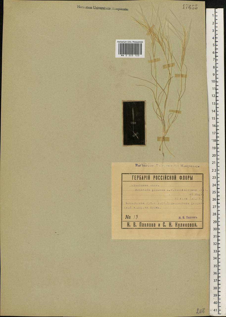 Stipagrostis plumosa (L.) Munro ex T.Anderson, Eastern Europe, Moscow region (E4a) (Russia)