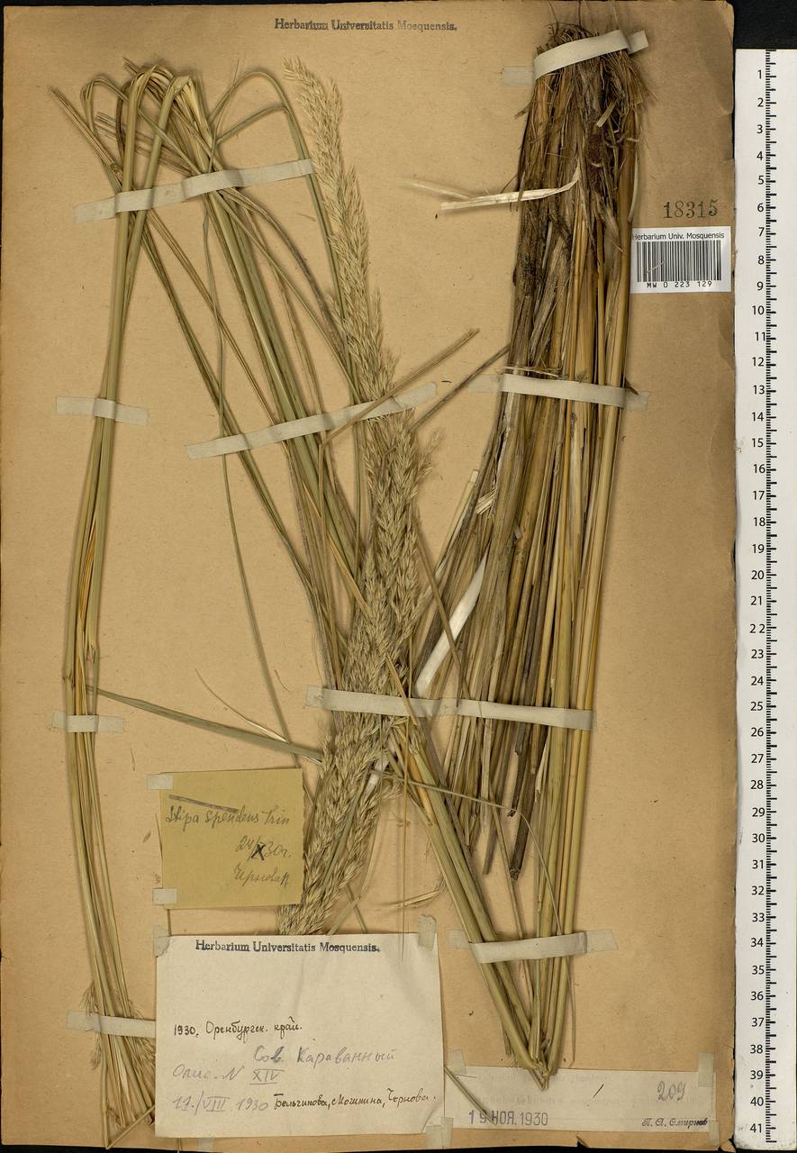 Neotrinia splendens (Trin.) M.Nobis, P.D.Gudkova & A.Nowak, Eastern Europe, Eastern region (E10) (Russia)