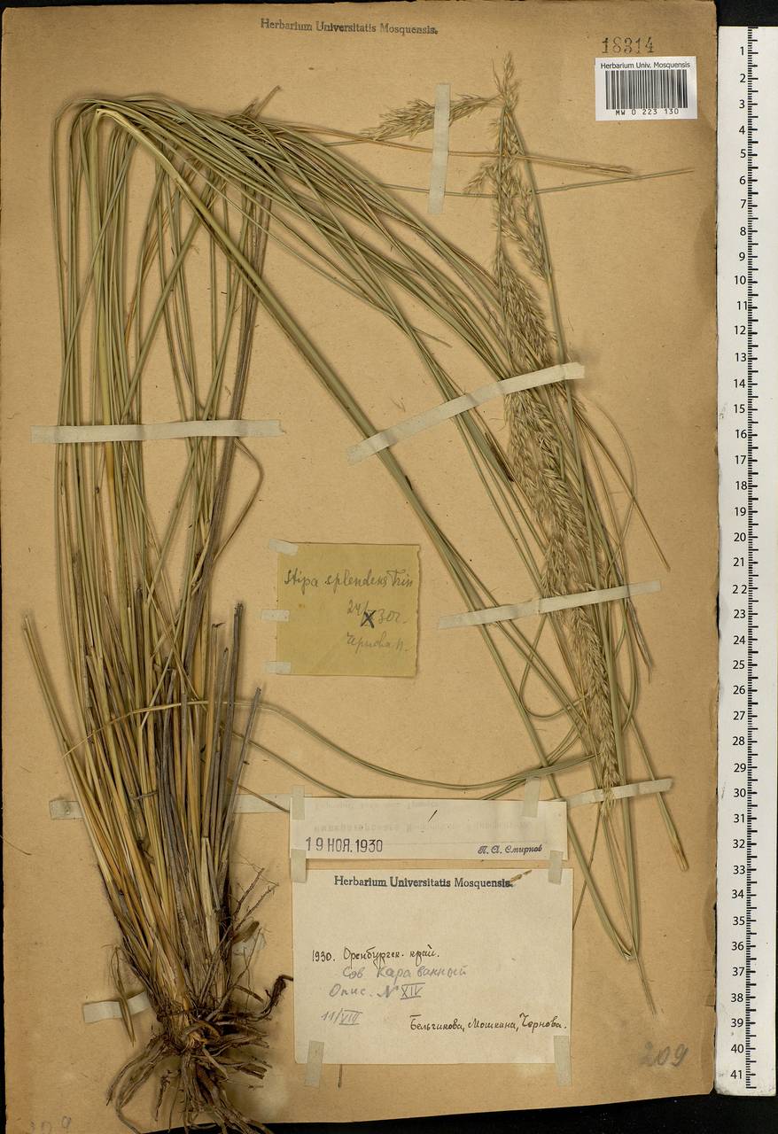 Neotrinia splendens (Trin.) M.Nobis, P.D.Gudkova & A.Nowak, Eastern Europe, Eastern region (E10) (Russia)