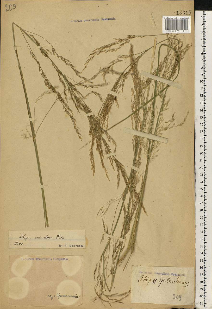 Neotrinia splendens (Trin.) M.Nobis, P.D.Gudkova & A.Nowak, Eastern Europe, Eastern region (E10) (Russia)