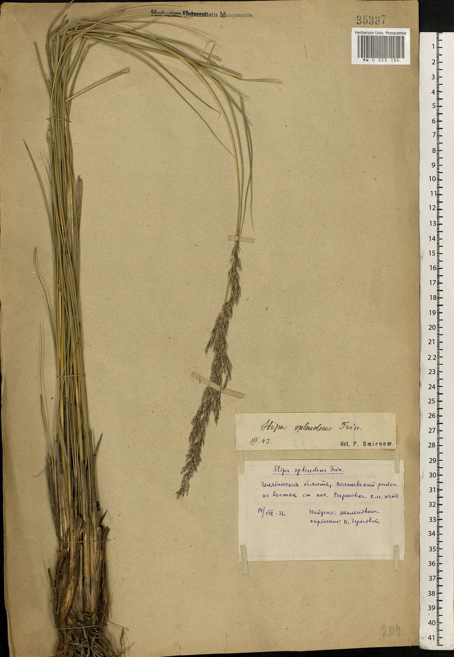 Neotrinia splendens (Trin.) M.Nobis, P.D.Gudkova & A.Nowak, Eastern Europe, Eastern region (E10) (Russia)