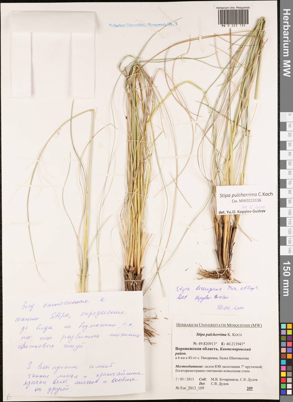 Stipa pulcherrima K.Koch, Eastern Europe, Central forest-and-steppe region (E6) (Russia)