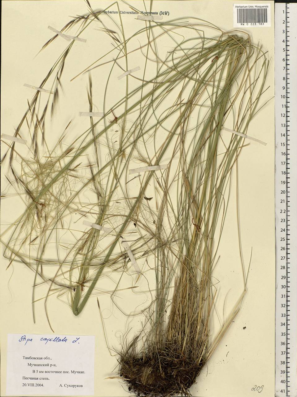 Stipa capillata L., Eastern Europe, Central forest-and-steppe region (E6) (Russia)