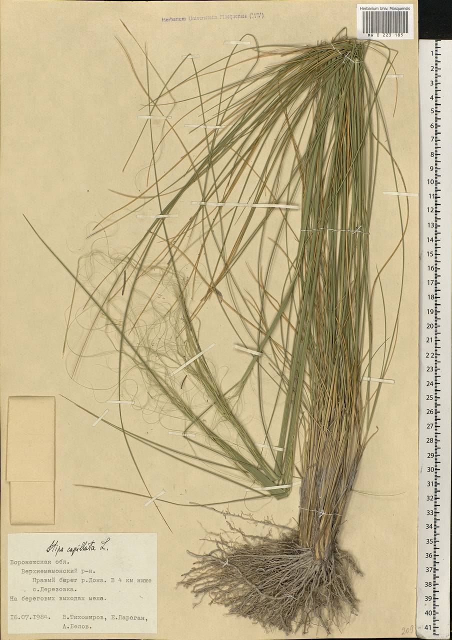 Stipa capillata L., Eastern Europe, Central forest-and-steppe region (E6) (Russia)