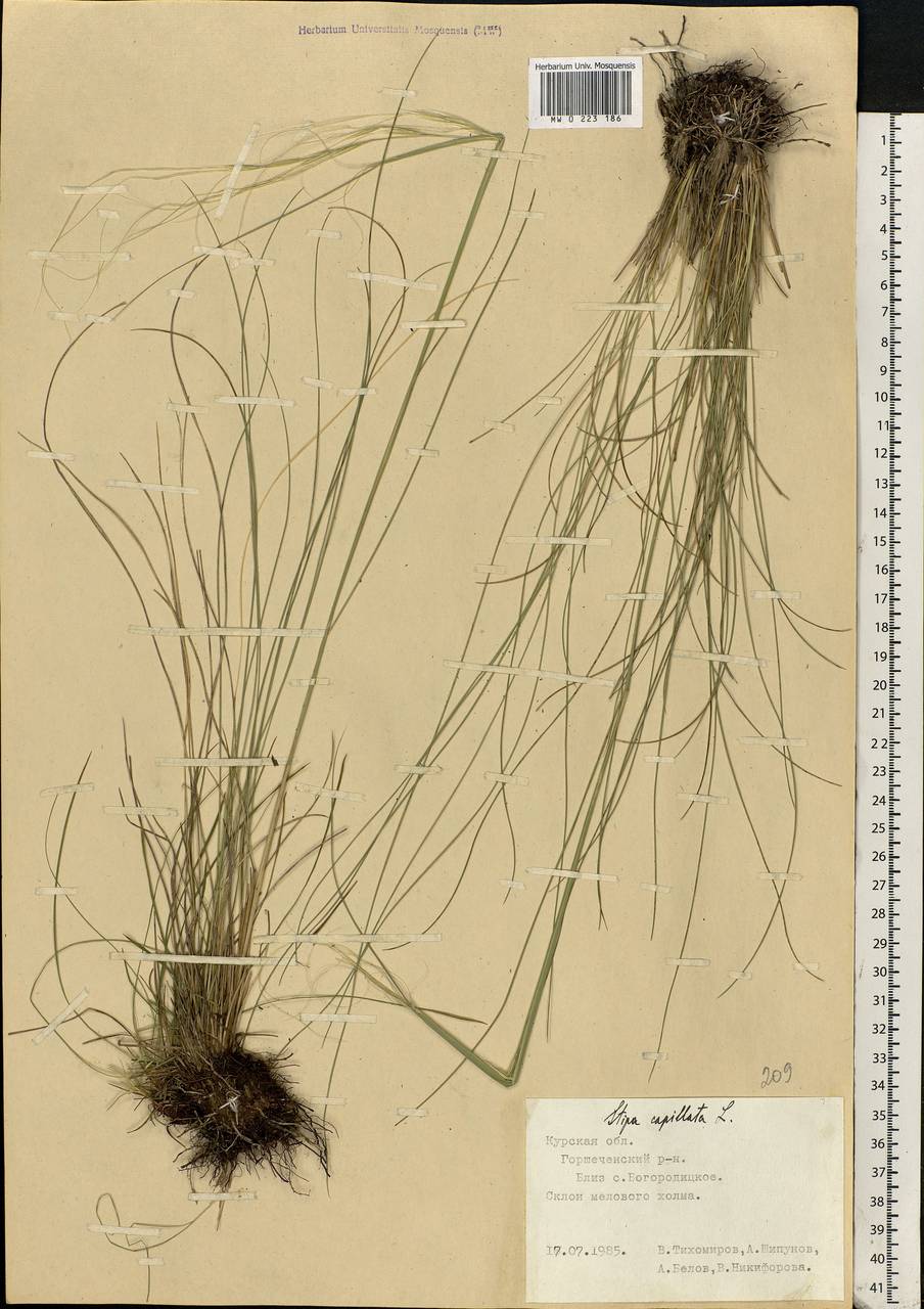 Stipa capillata L., Eastern Europe, Central forest-and-steppe region (E6) (Russia)