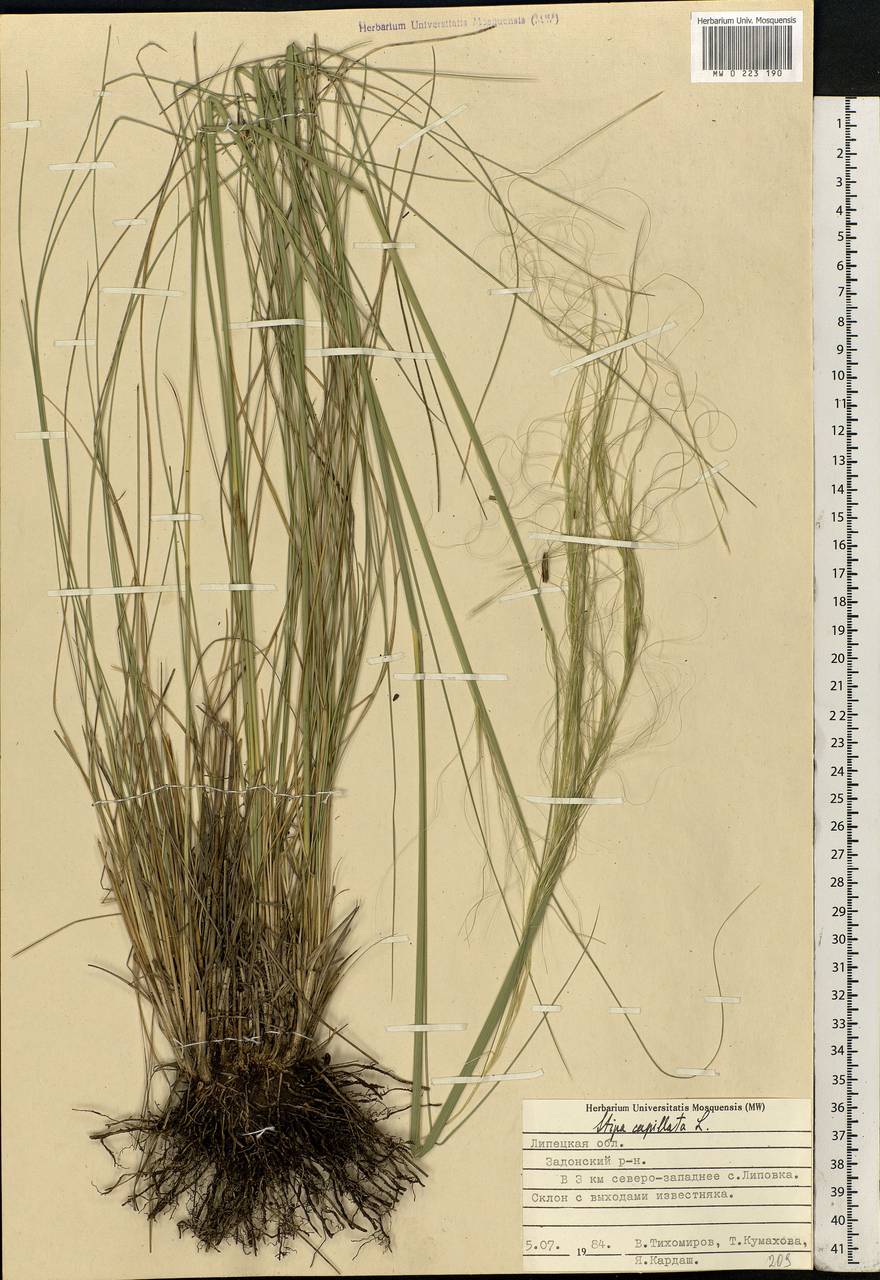 Stipa capillata L., Eastern Europe, Central forest-and-steppe region (E6) (Russia)