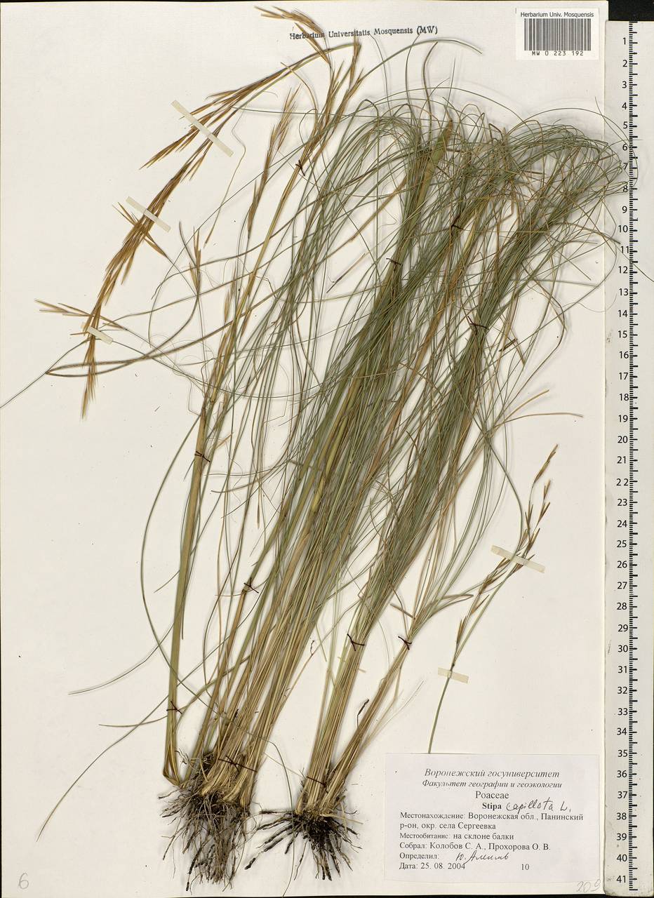 Stipa capillata L., Eastern Europe, Central forest-and-steppe region (E6) (Russia)