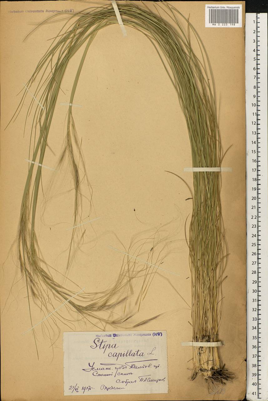 Stipa capillata L., Eastern Europe, Central forest-and-steppe region (E6) (Russia)