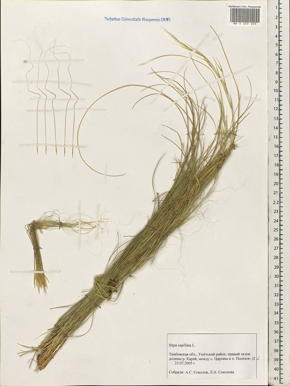 Stipa capillata L., Eastern Europe, Central forest-and-steppe region (E6) (Russia)