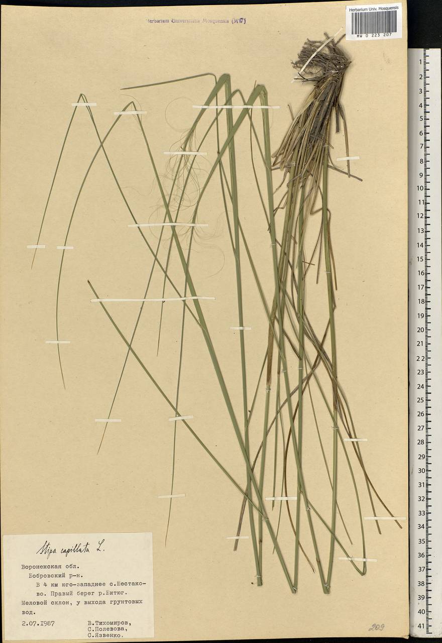 Stipa capillata L., Eastern Europe, Central forest-and-steppe region (E6) (Russia)