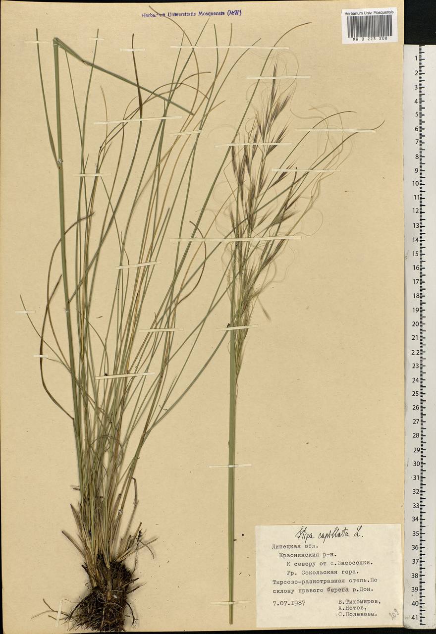 Stipa capillata L., Eastern Europe, Central forest-and-steppe region (E6) (Russia)